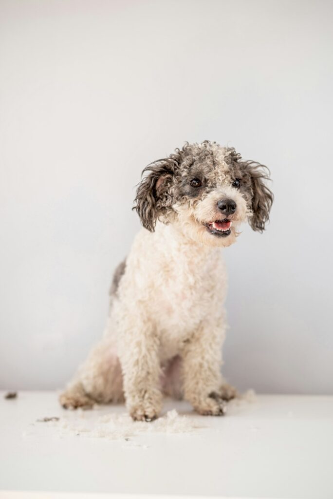 Cute dog in grooming salon