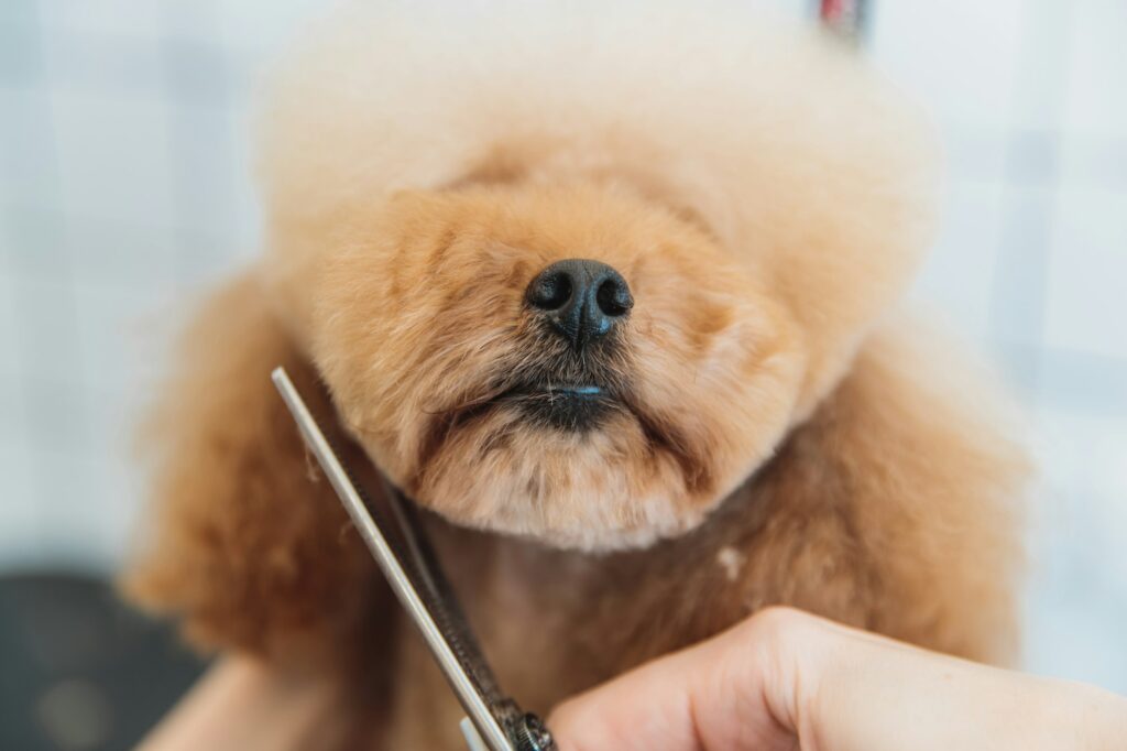 Dog care. Grooming of dogs in the salon.