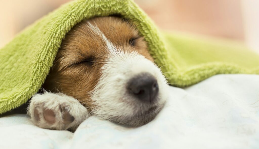 Dog grooming - Jack Russell puppy dog sleeping after bath