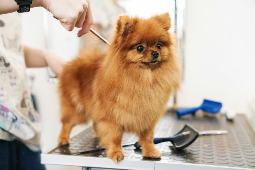 Image of female pet hairdresser grooming pomeranian spitz in dog salon